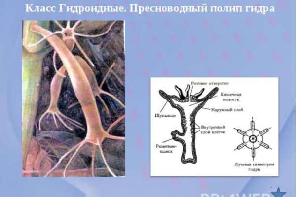 Работает ли кракен